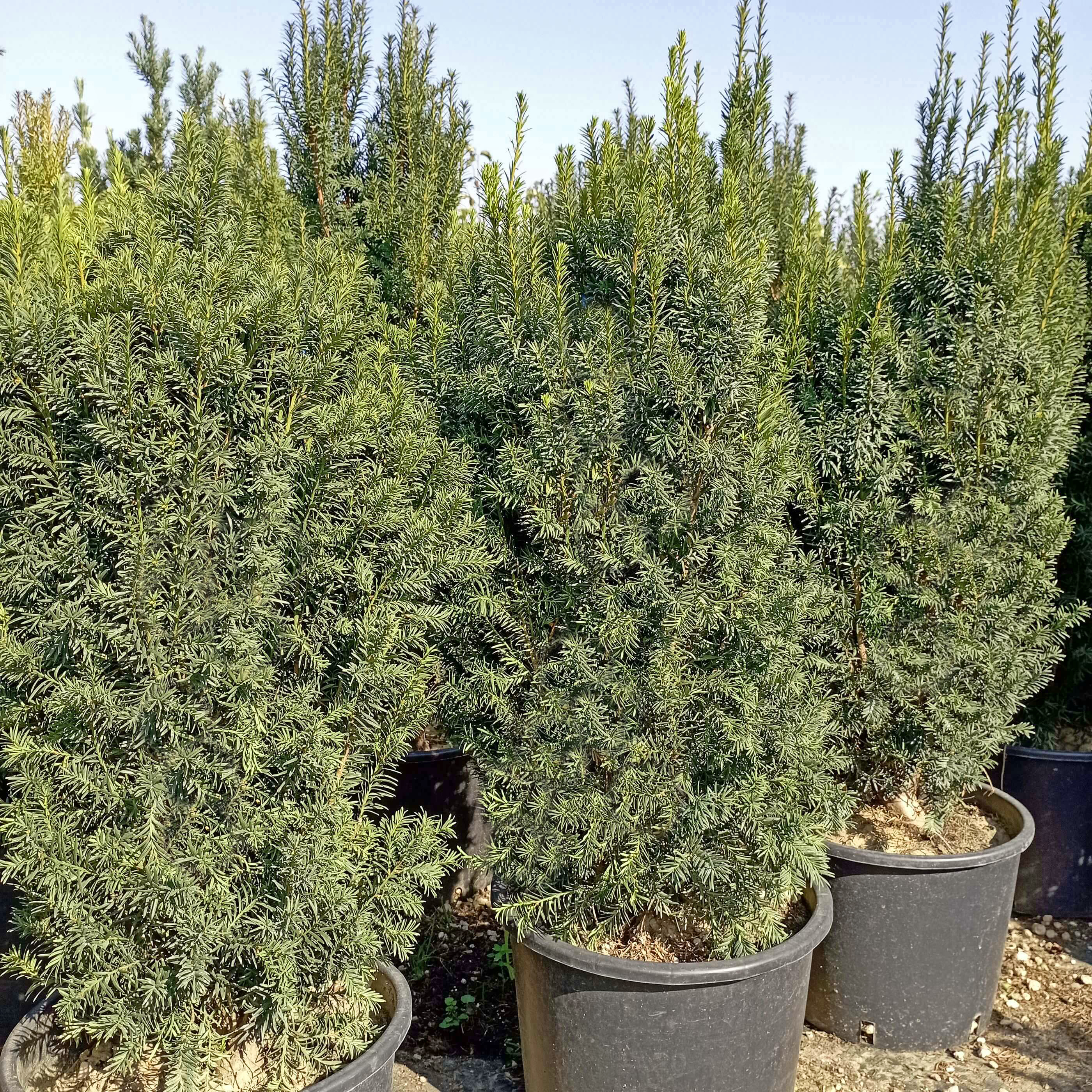 Sövény tiszafa Taxus baccata 'Overeynderi'